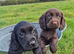 Cocker spaniel puppies