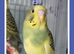 Beautifully Coloured Baby Budgies from &pound;30