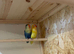 Young Bonded pair of love birds