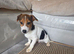 Jack russell pup