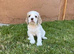 Lovely litter of Clumber X spaniels
