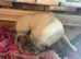 4 beautiful female pugs ready for new homes end of October
