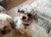 18 month Coton de tulear boy