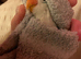 Baby semi tame lovebird