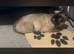 Siamese cat