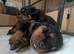 **3 GIRLS LEFT @ &pound;1000** Stunning Rottweiler Pups - Healthy, Strong, Chunky