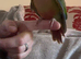 Super Tame Parrot Conure Baby For Sale