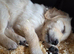 Golden retriever ready in three weeks  1 female   2  males available  absolutely stunning litter ready to leave 11th august