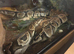 Beautiful female royal python 9 months old.