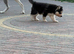 Siberian husky puppies