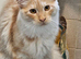 Have to sell my furbaby