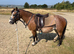 Beros Lotus Blossom - Welsh A Mare