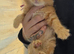Ginger kittens