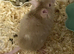 Fancy mouse: fluffy cream boy