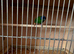 2 x Parrot finch cockbirds.