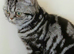 Bsh. Silver Tabby. ACTIVE/NONACTIVE