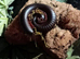 Triumphtarantulas
