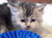 Fabulous Maine Coon Kittens with GCCF Pedigree For Sale