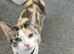 Gorgeous 3 year old cat needs rehoming asap