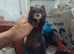 EU X black ferret