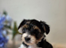 Purebred Biewer Terrier Puppies