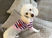 Meet Molly are toy poodle