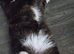 16 week old fluffy kitten