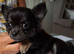 Chihuahua puppies
