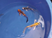 koi beautiful colours hand picked