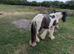 Rescue Cob Colt