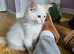 Fluffy, Friendly Ragdoll Kittens
