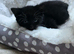 2 Female Kittens