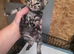 4 chunky boy kittens