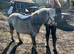 Registered welsh sec A rising 5 Gelding