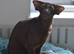 Adult Havana Boy Is looking for best home