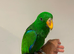 Stunning Baby Tame HandReared Eclectus Parrot