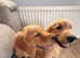 Ready for their new loving homes