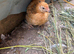 Pekin bantam/Polish/Satin Silkies males and females
