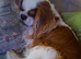 Kc registered cavalier King Charles