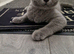 Blue Britishshorthair kitten female for sale