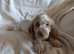 Health Tested KC Registered Cocker Spaniel Puppies