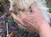Female baby guinea pigs