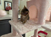 Female Tabby Kitten