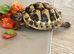 Beautiful female Herman’s tortoise
