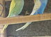 Budgies for sale