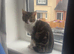 female kitten