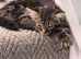 Maine coon female kitten cross