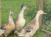 SILVER APPLE YARD DUCK HATCHING EGGS x6 or more if required