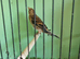 Goldfinch mule