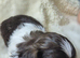 2 Beautiful Choc parti Imperial Shih Tzu bitches